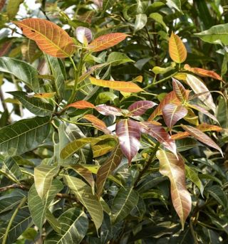 20 Seeds - Ficus Virens - Rare Tropical Tree - Seed Pack - Good For Bonsai