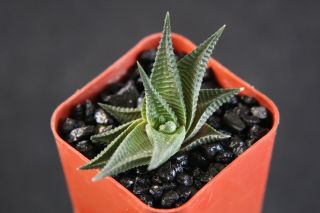 Haworthia Limifolia,  Rare Exotic Succulent Plant Xeriscape Cactus Cacti Aloe 2 "