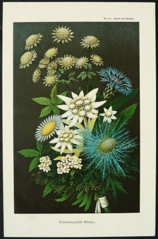 BOUQUET OF FLOWERS.  Antique lithograph from 1880.  Botany.  140 years old print. 2