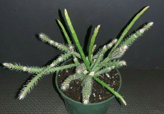 Rhipsalis Floccosa Ssp Pulvinigera Rare Exotic Epiphyte Jungle Cactus