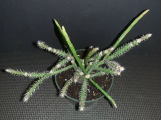 Rhipsalis floccosa ssp pulvinigera rare exotic Epiphyte jungle cactus 2