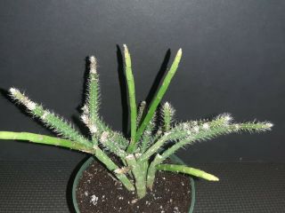 Rhipsalis floccosa ssp pulvinigera rare exotic Epiphyte jungle cactus 3