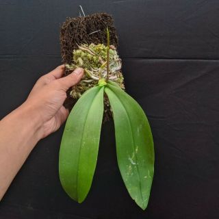 Phalaenopsis Amabilis Moon Orchid Rare 2 Plants Limited Edition Dhl Exspress