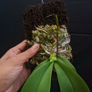 Phalaenopsis amabilis moon orchid RARE 2 Plants Limited Edition Dhl exspress 2