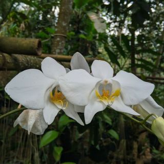 Phalaenopsis amabilis moon orchid RARE 2 Plants Limited Edition Dhl exspress 3