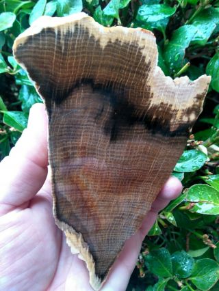 Rare Face End Cut Stinking Water Petrified Wood Oak Rings Buchanan Oregon 1,  Lb
