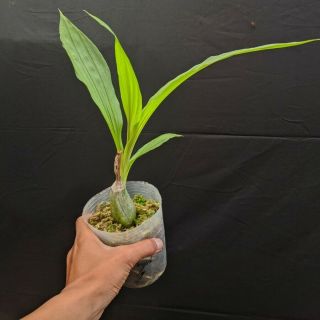 Calanthe Vestita Ground Orchid Rare 2 Plants Limited Edition Dhl Exspress