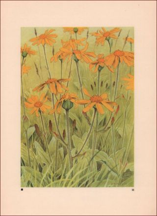 Arnica,  Alpine Flowers,  Botantical By Paul Robert,  Vintage Print Authentic 1945