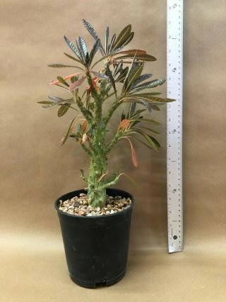 Dorstenia Gigas - Rare,  Socotran Tree Fig,  Well Grown