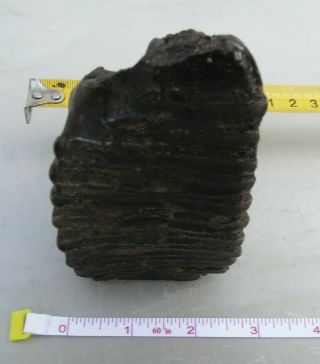 Rare Extinct Fossil Woolly Mammoth Partial Tooth Grater Is Very Dense.