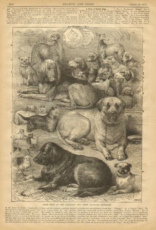 Prize,  Dogs,  Glasgow,  Scotland,  Dog Show,  Mastiff,  Bull Dog,  1871 Antique Print,