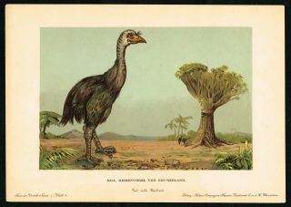 1900 Extinct Giant Moa Bird,  Zealand,  Antique Print - F.  John