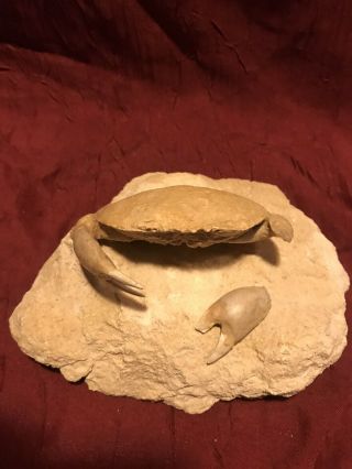Crab Fossil In Matrix.  Italy.  Rare Specimen Broken Claw