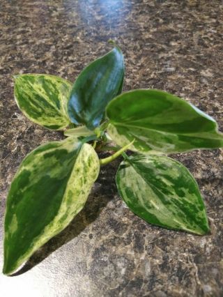 Very Rare Variegated Heartleaf Philodendron,  Set Of 2 Stem Cuttings