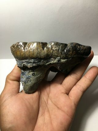 Tetralophodon sp.  (Gomphotherium) lower molar Fossil / rare specimens 3