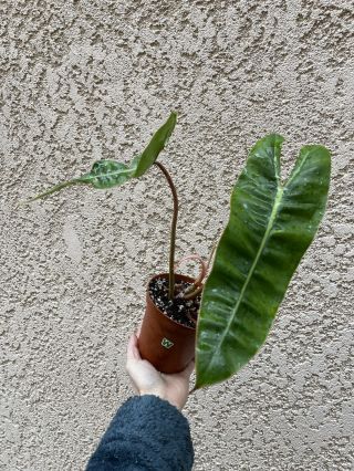 Philodendron Billietiae Rooted In 4” Pot (rare Aroid) - Usps Insured (w)