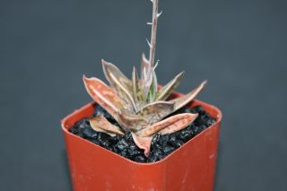 Gasteria Liliputana,  Exotic Rare Succulent Plant Cacti Agave Gasteraloe 2 " Pot