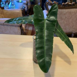 Rare Philodendron Billietiae X Atabapoense Rooted Aroids Tropical Indoor Plant