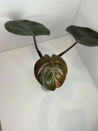 Rare Highly Variegated Philodendron Pink Princess Rooted W Growth.