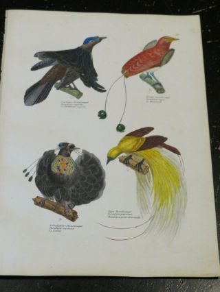 Birds - Naturgeschichte Der Vögel.  Schinz,  Hans Rudolf,  Zurich 1854 Plate 19