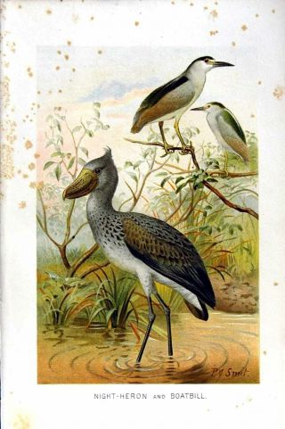 Old Antique Print Natural History 1895 Night Heron Boatbill Birds Colour 19th