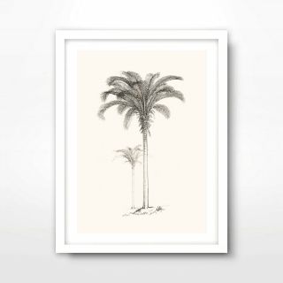 Palm Tree Line Drawing Tropical Art Print Poster Vintage Antique Illustration
