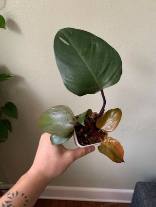 Reverted Philodendron Pink Princess Rare Aroid Collector 