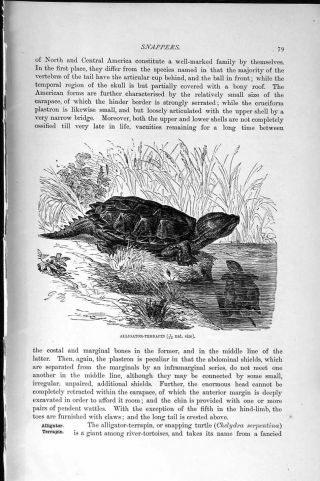 Old Antique Print Natural History 1896 Alligator Terrapin Snappers