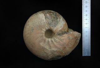 Fossil Jurassic big rare ammonite Cadochamoussetia surensis from Russia 2