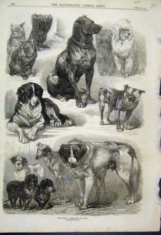 Old Antique Print 1870 Prize Dogs Paris Dog Show Various Victorian