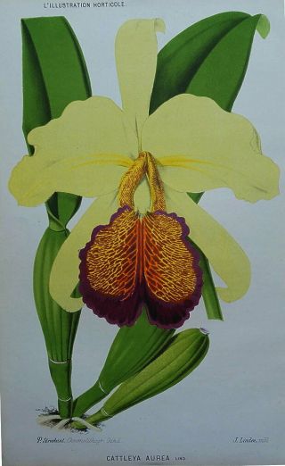Orchid Cattleya Aurea Linden Antique Botanical Vintage Lithographed Print 1883