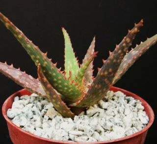 Aloe Cultivar Fang,  Exotic Hybrid Rare Color Succulent Cactus Cacti Plant 4 " Pot