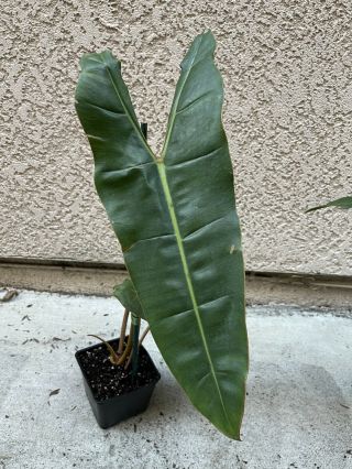 Philodendron Billietiae Rooted In 4” Pot (rare Aroid) - Usps Insured.  (b)