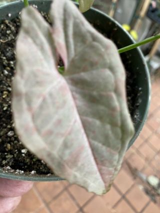 Intro.  Broad Leaf Rare And Unique Thai Pink Spot Variegated Syngonium
