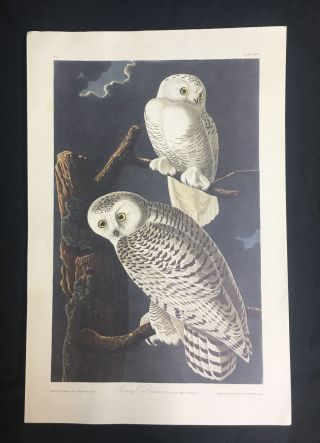 Vintage John James Audubon Snowy Owl Print 10 " X 15 " Plate121 Birds Of America