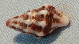 Fucinus Gallagheri - Rare Left - Handed Spindle Specimen Shell From Oman