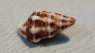 Fucinus gallagheri - Rare LEFT - HANDED Spindle SPECIMEN SHELL FROM Oman 3
