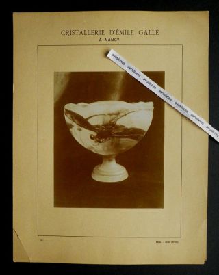Rare Photo Originale Cristallerie Emile Galle.  Coupe Libellule Art Nouveau Nancy