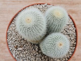 Notocactus Leninghausii Albispino Rare Type On Roots Pot 12 Cm Cactus