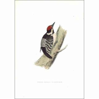 Birds Lesser Spotted Woodpecker - Hand Coloured Antique Print 1903 By Rev Morris