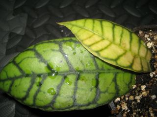 Rare Hoya Callistophylla Sp Kalimantan Rooted Starter Plant 3.  5” Pot Exotic Leaf