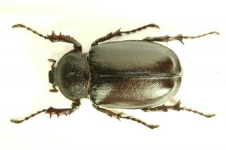 Propomacrus Bimucronatus Euchirinae Euchiridae Coleoptera Insects Greece Rare