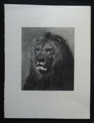 Antique Print: Study Of Head Of A Lion By Rosa Bonheur,  1900,  B/w