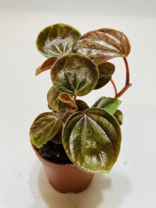Rare Peperomia Species Mini Rare Terrarium Plant 2 "