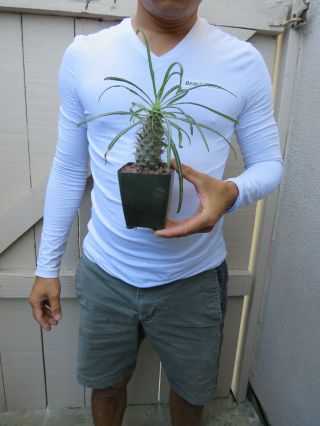 Pachypodium Geayi Cactus - Rare