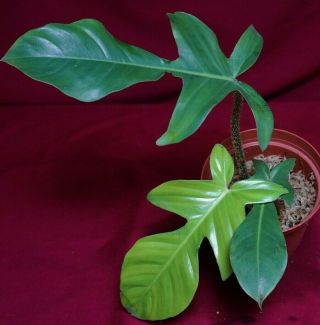Philodendron Squamiferum Rare Aroid Monstera Anthurium