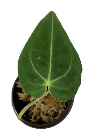 Anthurium Regale 2 Leaves - Rare Aroid -