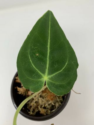 Anthurium Regale 2 Leaves - Rare Aroid - 2