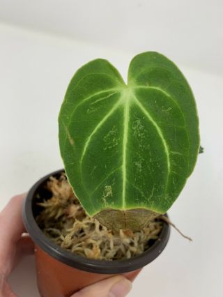 Anthurium Regale 2 Leaves - Rare Aroid - 3