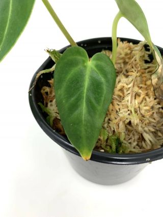 Anthurium Regale 3 Leaves - Rare Aroid - 2